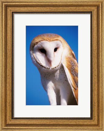 Framed Barn Owl Close Up Print