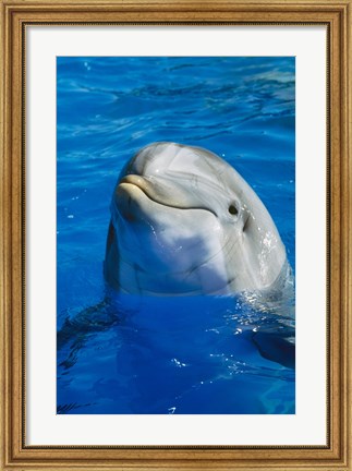 Framed Dolphin - in the water Print