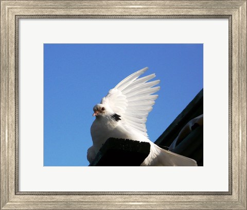 Framed Dove Print