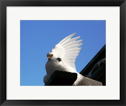 Framed Dove Print