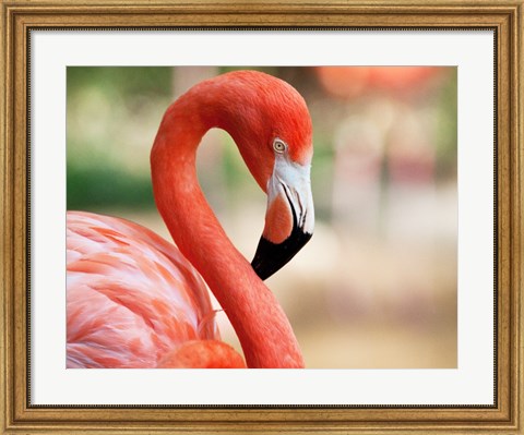Framed Phoenicopterus Chilensis Fort Worth Zoo, Texas, USA Print