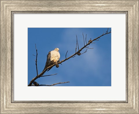 Framed Dove Above Print