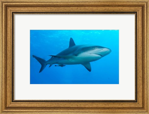 Framed Carribbean Reef Shark Print