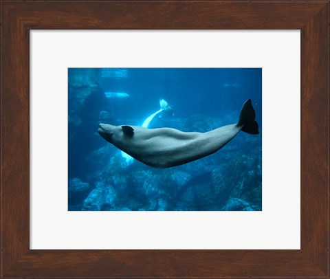 Framed Beluga Print