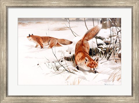 Framed Common Foxes in the Snow Print