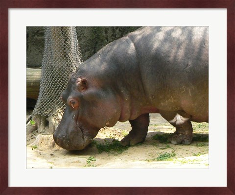 Framed Face Hippopotamus Amphibius Mexico Print