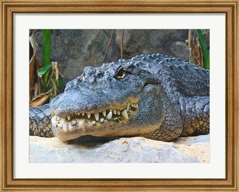 Framed Alligator Mississippiensis Print
