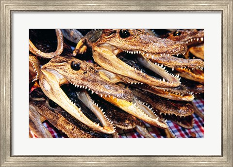 Framed Close-up of the skulls of alligators Print