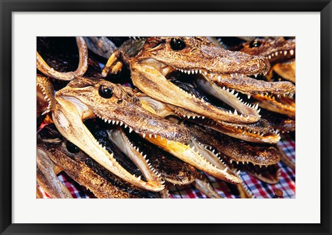 Framed Close-up of the skulls of alligators Print
