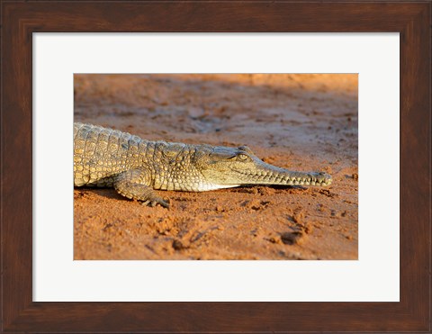 Framed High angle view of an Australian Freshwater Crocodile Print