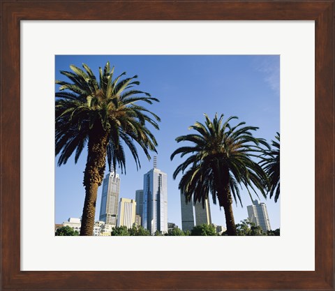 Framed Palm trees in a city, Melbourne, Australia Print