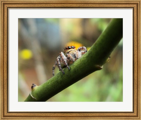 Framed Small Spider Print