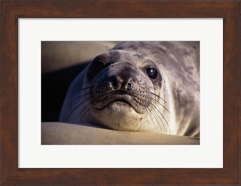 Framed Seal - photo Print