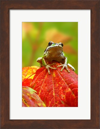 Framed Close-up of a Green Tree Frog on a leaf Print