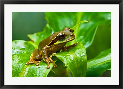 Framed Close-up of a Tree frog on a leaf, Costa Rica Print