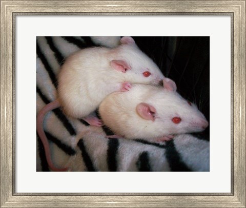 Framed White Mice Print