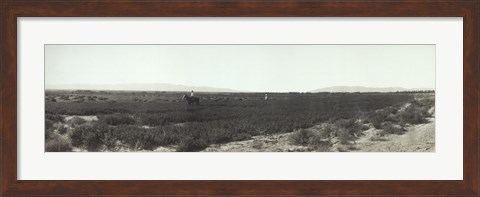 Framed Alfalfa fields, Pre City Las Vegas, Nevada Print
