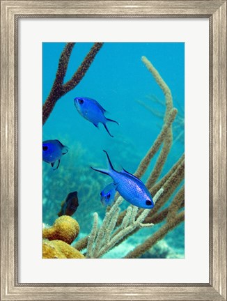 Framed Blue Chromis Fish Print