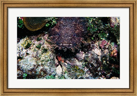 Framed High angle view of a toadfish Print