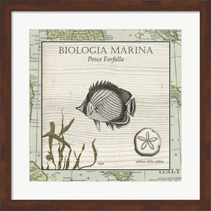 Framed Biologia Marina I Print