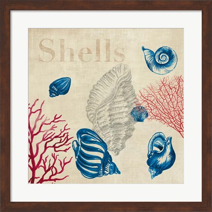Framed Shell Study Print