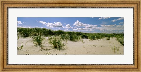 Framed Grass among the dunes, Crane Beach, Ipswich, Essex County, Massachusetts, USA Print