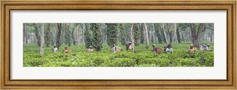 Framed Tea harvesting, Assam, India Print