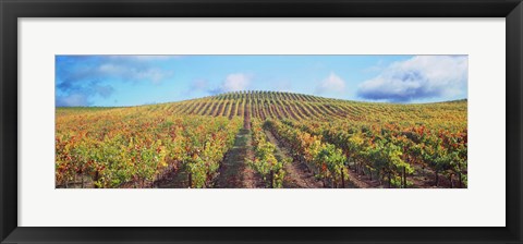 Framed Vineyard, Napa Valley, California, USA Print