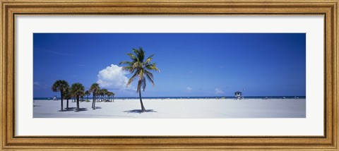 Framed Palm Trees in Miami Print