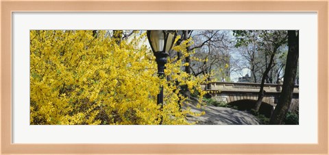 Framed Forsythia in bloom, Central Park, Manhattan, New York City, New York State, USA Print