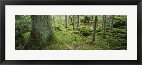 Framed Close-up of moss on a tree trunk in the forest, Siggeboda, Smaland, Sweden Print