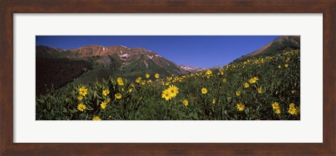 Framed Wildflowers in a forest, Kebler Pass, Crested Butte, Gunnison County, Colorado, USA Print