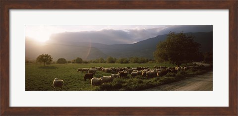 Framed Flock of sheep grazing in a field, Feneos, Corinthia, Peloponnese, Greece Print