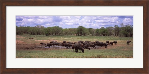 Framed Herd of Cape buffaloes (Syncerus caffer) use a mud hole to cool off in mid-day sun, Kruger National Park, South Africa Print
