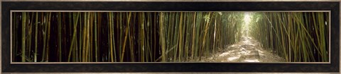 Framed Sun shining through a bamboo forest, Oheo Gulch, Seven Sacred Pools, Hana, Maui, Hawaii, USA Print