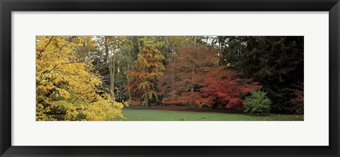 Framed Autumn tree, Gloucestershire, England Print