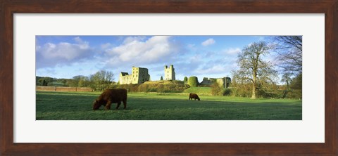 Framed Highland cattle grazing in a field, Helmsley Castle, Helmsley, North Yorkshire, England Print