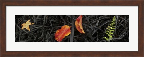 Framed Close-up of different leaves Print