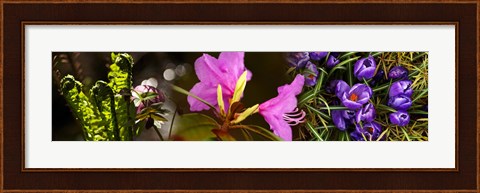 Framed Close-up of purple and pink flowers Print