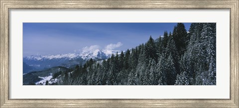 Framed Trees in a forest, Interlaken, Berne Canton, Switzerland Print