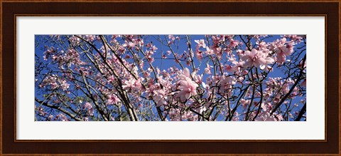 Framed Magnolias, Golden Gate Park, San Francisco, California, USA Print