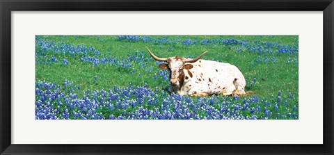 Framed Texas Longhorn Cow Sitting On A Field, Hill County, Texas, USA Print