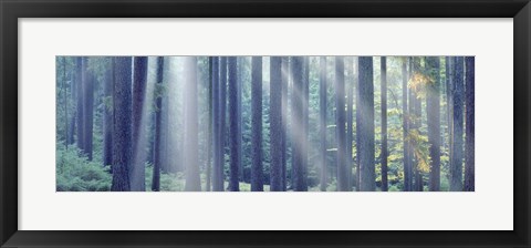 Framed Sunlight passing through trees in the forest, South Bohemia, Czech Republic Print
