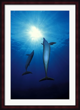 Framed Bottle-Nosed dolphins (Tursiops truncatus) in the sea Print