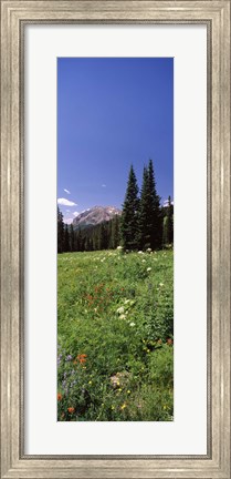 Framed Wildflowers in a forest, Crested Butte, Gunnison County, Colorado, USA Print