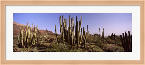 Framed Organ Pipe Cacti on a Landscape, Organ Pipe Cactus National Monument, Arizona, USA Print