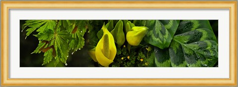 Framed Leaves and yellow flowers Print
