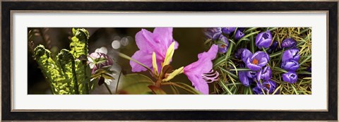 Framed Details of early spring and crocus flowers Print