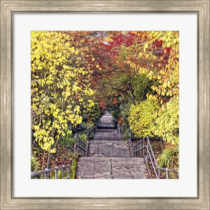 Framed Autumn Tunnel Print