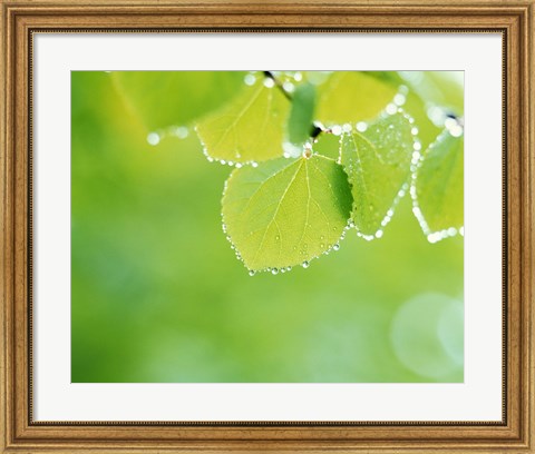 Framed Green Leaves with Dew Print